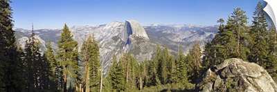 Trees in a forest, Half Dome, Yosemite National Park, California