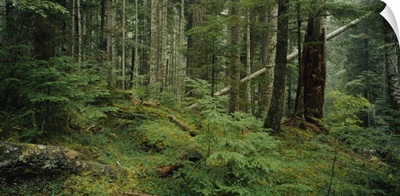 Trees in a forest, Hoh Rainforest, Olympic National Forest, Washington State