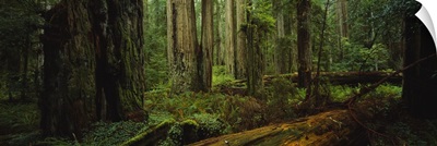 Trees in a forest, Hoh Rainforest, Olympic National Park, Washington State