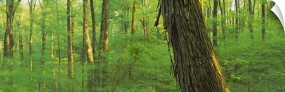Trees in a forest, Hoosier National Forest, Indiana