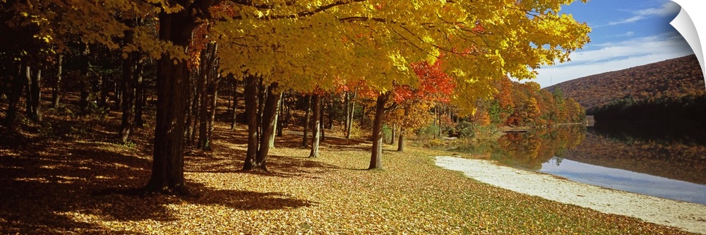 Trees in a forest in central Pennsylvania, Pennsylvania