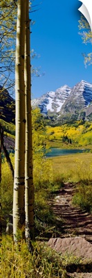 Trees in a forest, Maroon Bells, Colorado