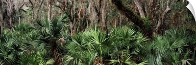 Trees in a forest Myakka River State Park Sarasota Sarasota County Florida