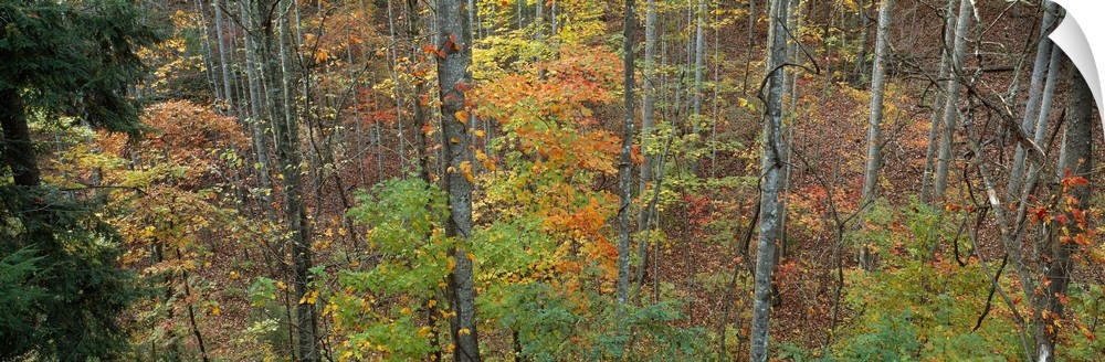 Trees in a forest, North Carolina