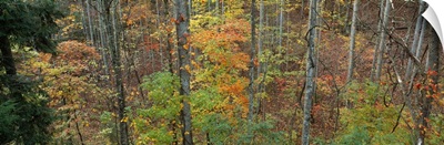 Trees in a forest, North Carolina