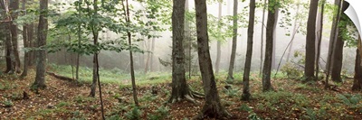 Trees in a forest, Old Forge, Adirondack Mountains, Herkimer County, New York State,