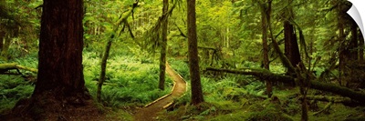 Trees in a forest, Olympic National Park, Washington State