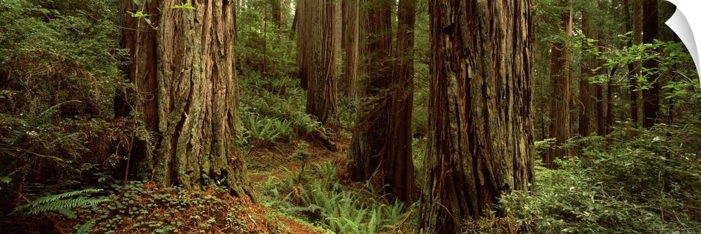 Trees in a forest, Prairie Creek State Park, California, USA