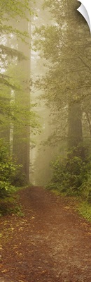 Trees in a forest, Redwood National park, California