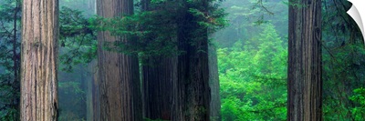 Trees in a forest, Redwood National Park, California