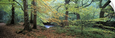 Trees in a forest, River Teign, Dartmoor, Devon, England