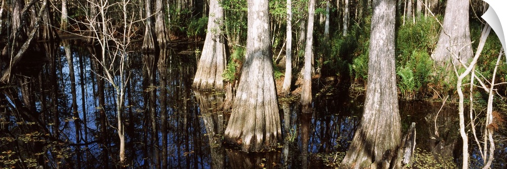 Trees in a forest, Six Mile Cypress Slough Preserve, Fort Myers, Florida