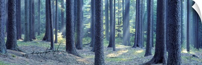 Trees in a forest, South Bohemia, Czech Republic