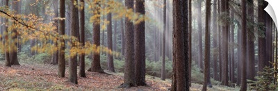 Trees in a forest, South Bohemia, Czech Republic
