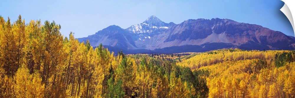 Trees in a forest with mountain range in the background, Telluride, San Miguel County, Colorado, USA