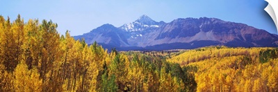 Trees in a forest with mountain range, Telluride, San Miguel County, Colorado