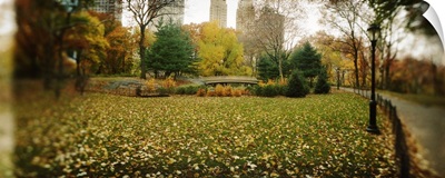 Trees in a park Central Park Manhattan New York City New York State