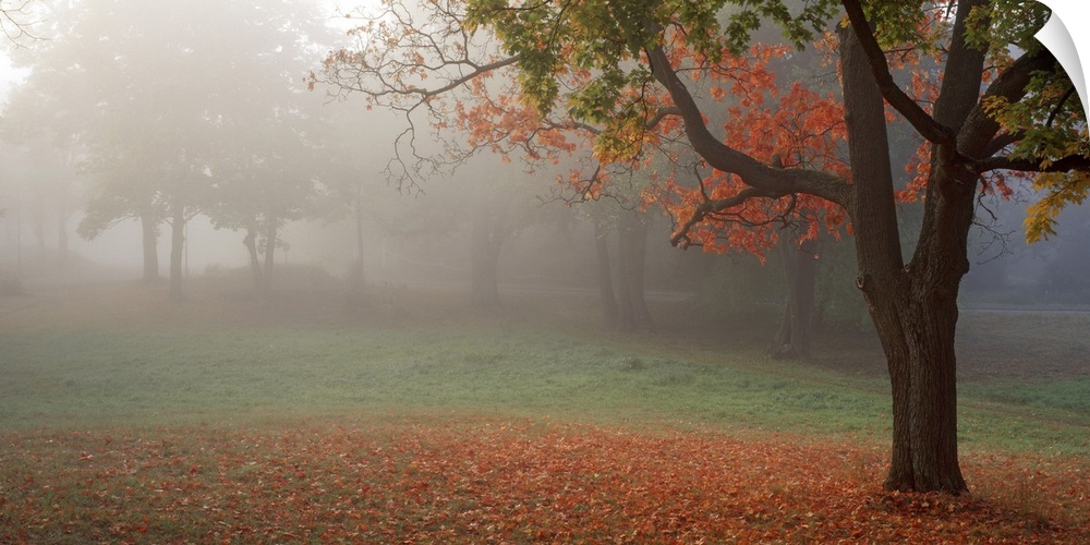 Photograph of the final morning fog lifting from a park with a bed of orange leaves surrounding the magnificant trees.