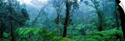 Trees in a rainforest, Hawaii Volcanoes National Park, Big Island, Hawaii