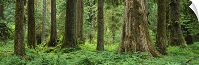 Trees in a rainforest, Hoh Rainforest, Olympic National Park, Washington State