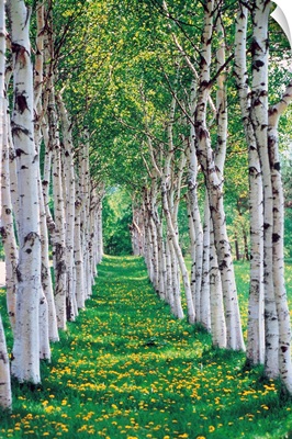 Trees in a row with yellow meadow flowers on ground