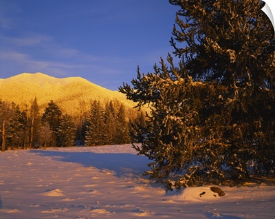 Trees in a ski resort, Arizona Snowbowl, Mt Humphreys, San Francisco Peaks, Coconino National Forest, Arizona