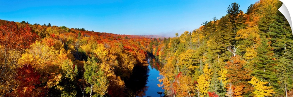 Trees in autumn at Dead River, Marquette County, Upper Peninsula, Michigan