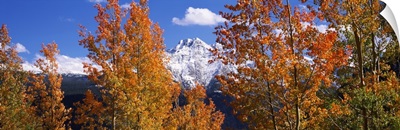 Trees in autumn, Colorado