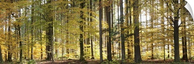 Trees in autumn, Hohenlohe, Baden-Wurttemberg, Germany