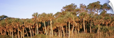 Trees in autumn, Hunting Island State Park, South Carolina