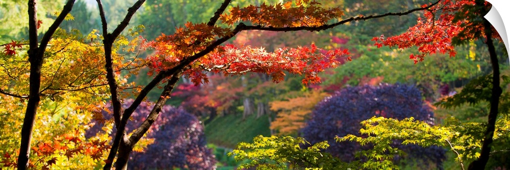 Panoramic photograph taken of thin trees with various colored trees behind them.