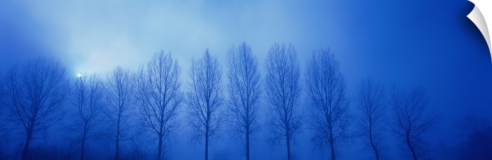 Trees in Fog Damme Belgium