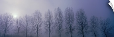 Trees in Mist Damme Belgium