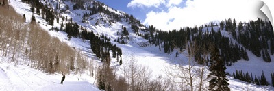 Trees in snow, Snowbird Ski Resort, Utah