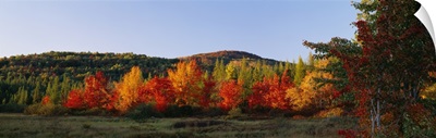 Trees in the forest, Adirondack Mountains, Essex County, New York State