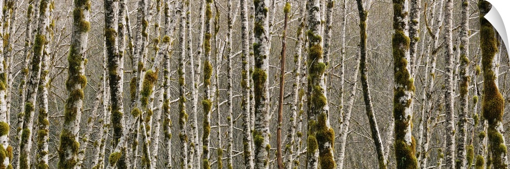 Trees in the forest, Red Alder Tree, Olympic National Park, Washington State