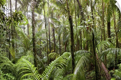 Trees in tropical rainforest, Eungella National Park, Mackay, Queensland, Australia