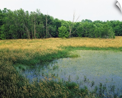Trees lining grassy pond, New Haven Potholes, Iowa