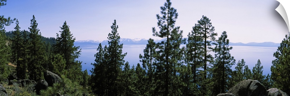 Trees near a lake, Lake Tahoe, California