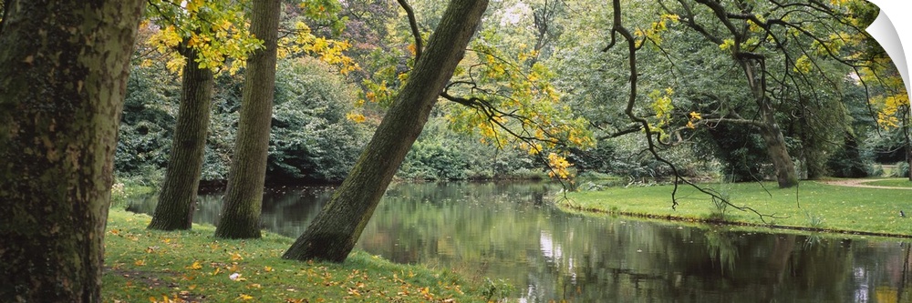 Trees near a pond in a park, Vondelpark, Amsterdam, Netherlands