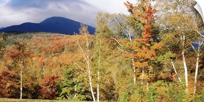 Trees on a field in front of a mountain, Mount Washington, White Mountain National Forest, Bartlett, New Hampshire