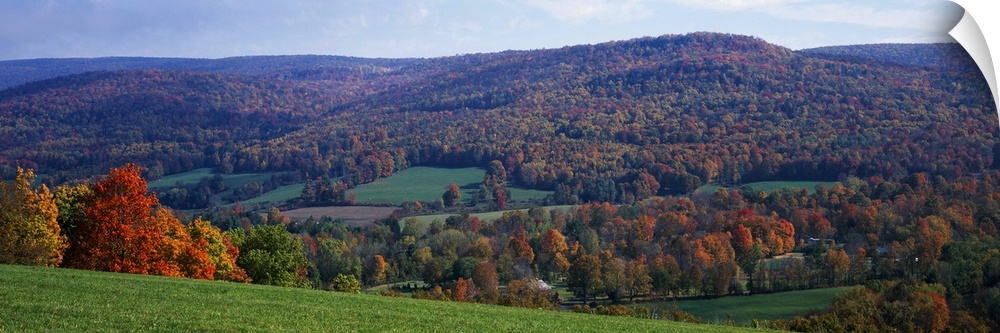 Trees on a hill, Adams, Berkshire County, Massachusetts