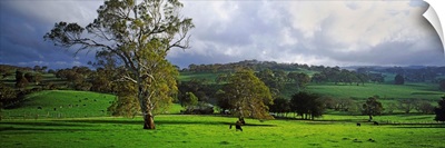 Trees on a hill, Macclesfield, Adelaide Hills, South Australia, Australia