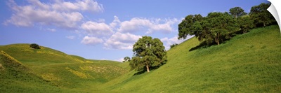 Trees on a hill, Priest Valley, Monterey County, California