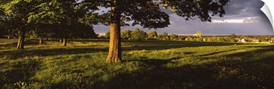 Trees on a landscape, Beverley Westwood, Beverley, East Yorkshire, England