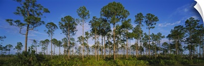 Trees on a landscape, Everglades National Park, Florida