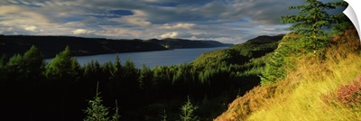 Trees on a landscape Loch Ness Farigaig Forest Inverness shire Highlands Region Scotland