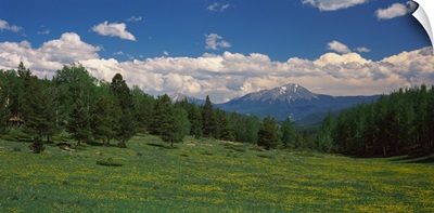 Trees on a landscape with a mountain in the background, Spanish Peaks, Old La Veta Pass, Huerfano County, Colorado