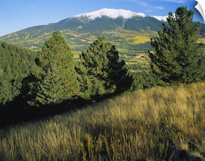Trees on a landscape with snowcapped mountains in the background, Hart Prairie, Kachina Peaks Wilderness, Coconino National Forest, Arizona