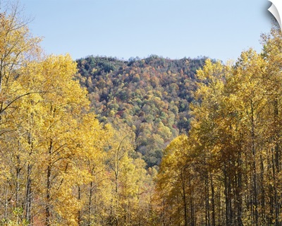 Trees on a mountain, Cherokee, Swain County, North Carolina